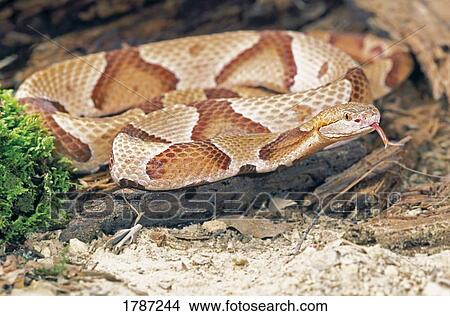 Northern copperhead snake View Large Photo Image Picture - Northern copperhead snake. Fotosearch