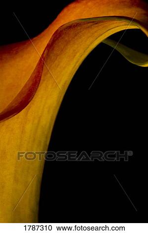 Orange calla View Large Photo Image Stock Image - Orange calla. Fotosearch