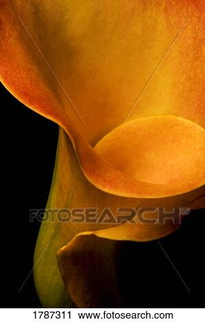 Stock Image - Orange calla. Fotosearch