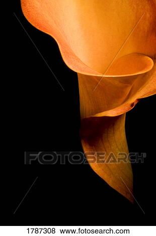 Stock Photo - Orange calla. Fotosearch
