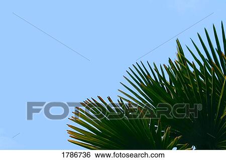 Palm tree leaves View Large Photo Image Stock Photograph - Palm tree leaves. Fotosearch
