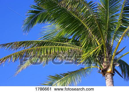 Palm tree View Large Photo Image Stock Image - Palm tree. Fotosearch