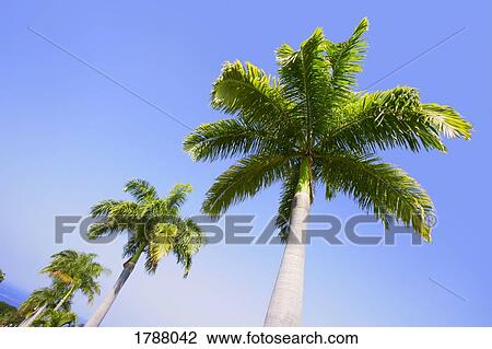 Stock Image - Palm trees in the tropics. Fotosearch