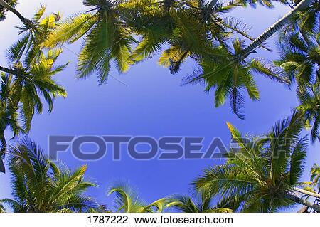 Palm trees View Large Photo Image Stock Image - Palm trees. Fotosearch