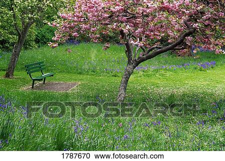 Stock Image - Park bench under flowering tree. Fotosearch