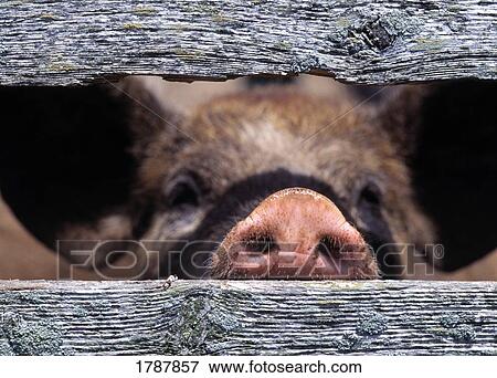 Pig's nose through weathered fence boards View Large Photo Image Stock Photo - Pig's nose through weathered fence boards. Fotosearch
