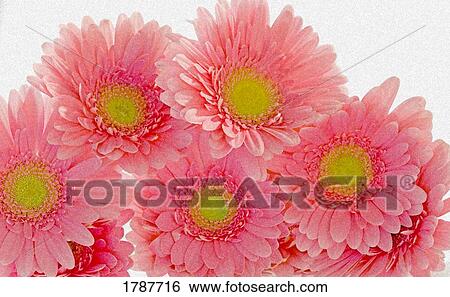 Pink gerbera daisies View Large Photo Image Stock Photograph - Pink gerbera daisies. Fotosearch