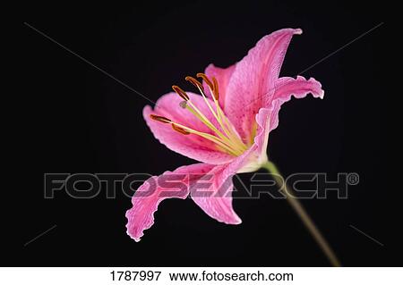Pink lily against black background View Large Photo Image Stock Photo - Pink lily against black background. Fotosearch