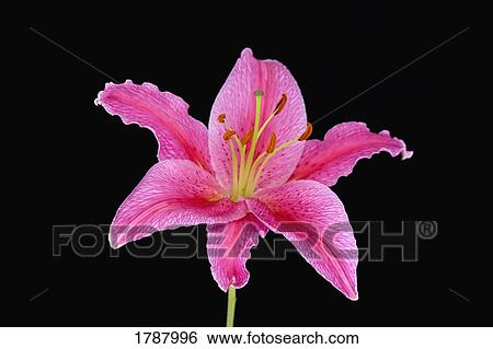Stock Photograph - Pink lily against black background. Fotosearch
