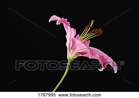 Pink lily against black background View Large Photo Image Stock Photography - Pink lily against black background. Fotosearch
