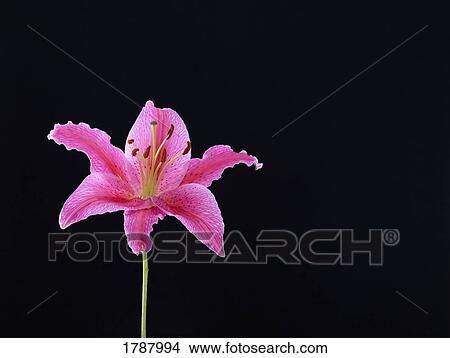 Pink lily on black background View Large Photo Image Picture - Pink lily on black background. Fotosearch