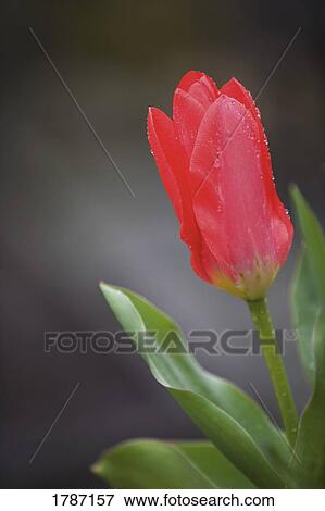 Stock Photo - Pink tulip. Fotosearch