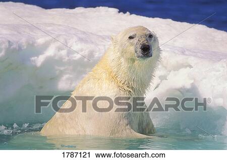 Polar bear in ice pool View Large Photo Image Stock Image - Polar bear in ice pool . Fotosearch
