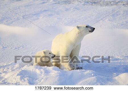 Polar bear with cub View Large Photo Image Stock Photo - Polar bear with cub. Fotosearch
