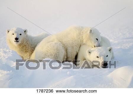 Stock Photograph - Polar bears. Fotosearch