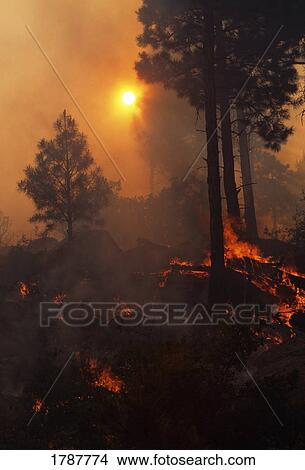 Ponderosa pine forest fire, Bandelier National Monument View Large Photo Image Picture - Ponderosa pine forest fire, Bandelier National Monument. Fotosearch