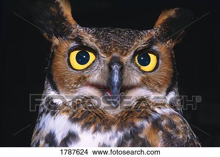 Portrait of Great Horned Owl View Large Photo Image Picture - Portrait of Great Horned Owl. Fotosearch