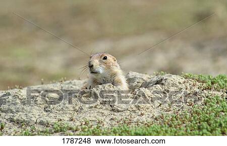 Stock Photo - Prairie dog looking from burrow. Fotosearch