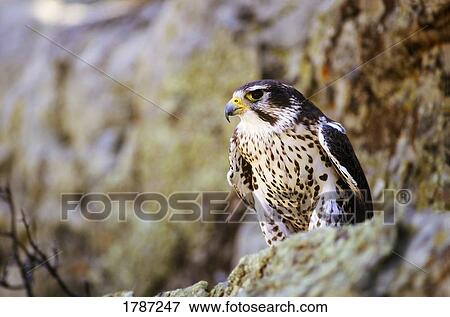 Stock Photo - Prairie falcon on rock ledge. Fotosearch