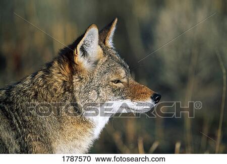 Profile of coyote View Large Photo Image Stock Image - Profile of coyote. Fotosearch