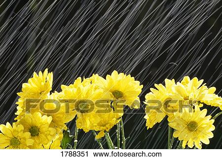 Stock Image - Raining on yellow daisies. Fotosearch