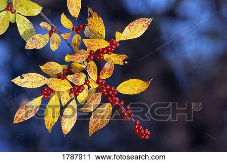Red berries on a branch View Large Photo Image Stock Image - Red berries on a branch. Fotosearch