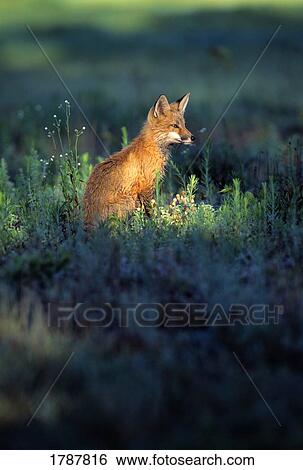 Stock Photograph - Red fox in the wild. Fotosearch