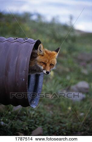 Red fox looking out of culvert pipe View Large Photo Image Picture - Red fox looking out of culvert pipe. Fotosearch