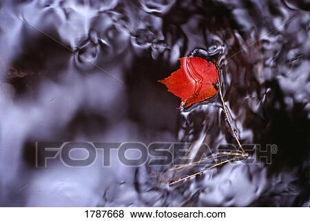 Red maple leaf floating in water View Large Photo Image Stock Photo - Red maple leaf floating in water. Fotosearch