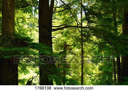 Stock Photo - Redwood forest canopy. Fotosearch