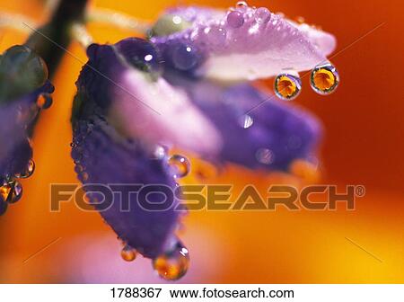 Stock Photo - Reflection of flower in dew drops. Fotosearch