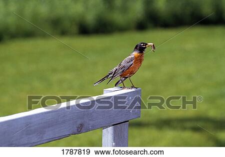 Stock Photo - Robyn with worm. Fotosearch