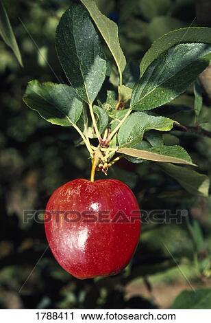 Stock Image - Shiny red apple hanging from tree. Fotosearch
