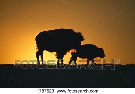 Stock Image - Silhouette of two bison, sunset. Fotosearch