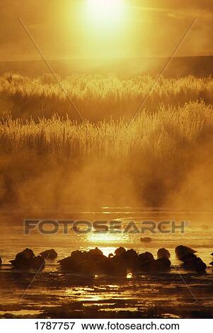Stock Photo - Silhouetted snow geese on misty water. Fotosearch