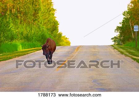 Single Bison on Road View Large Photo Image Stock Image - Single Bison on Road. Fotosearch