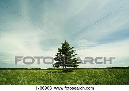 Single tree View Large Photo Image Stock Image - Single tree. Fotosearch