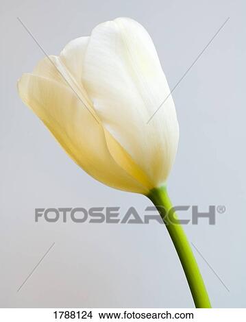 Picture - Single white tulip. Fotosearch