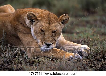 Stock Photograph - Sleeping lioness. Fotosearch