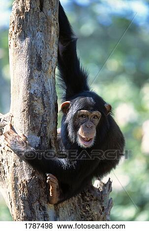 Stock Photo - Smiling chimpanzee on tree. Fotosearch
