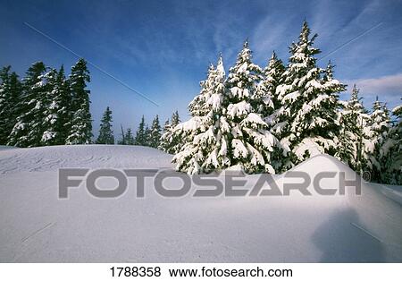 Snow covered trees in the Oregon Cascades View Large Photo Image Stock Photo - Snow covered trees in the Oregon Cascades. Fotosearch