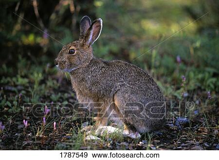 Snowshoe hare View Large Photo Image Stock Photo - Snowshoe hare. Fotosearch