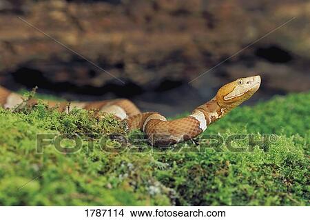 Southern copperhead snake View Large Photo Image Picture - Southern copperhead snake. Fotosearch