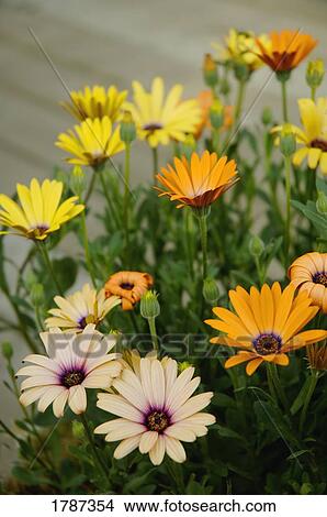 Picture - Spring flowers. Fotosearch