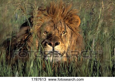 Staring lion in tall grass View Large Photo Image Stock Image - Staring lion in tall grass. Fotosearch