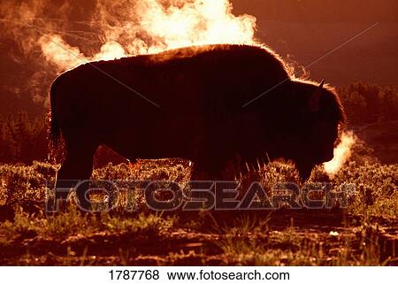 Steam rolling off solitary bison (Bison bison) in frost-covered grass, Yellowstone National Park View Large Photo Image Stock Photo - Steam rolling off solitary bison (Bison bison) in frost-covered grass, Yellowstone National Park. Fotosearch