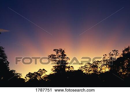 Stock Image - Sunset rays over trees. Fotosearch