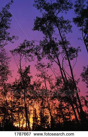 Stock Photo - Sunset through silhouetted trees. Fotosearch