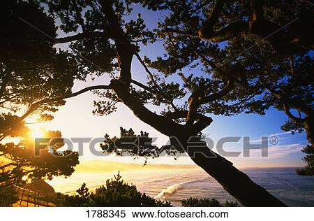 Stock Photography - Sunshine peering through trees near beach. Fotosearch