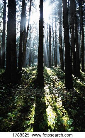 Stock Photography - Sunshine through fog and trees. Fotosearch